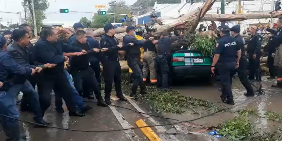 Caída de árbol en Ecatepec deja 3 heridos y un muerto