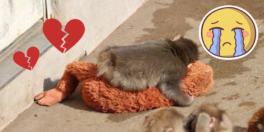 Mono japonés Punch con su peluche