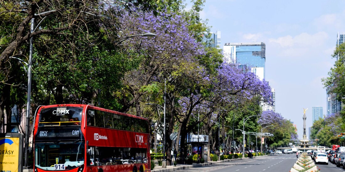 Jacarandas adornan Paseo de la Reforma.