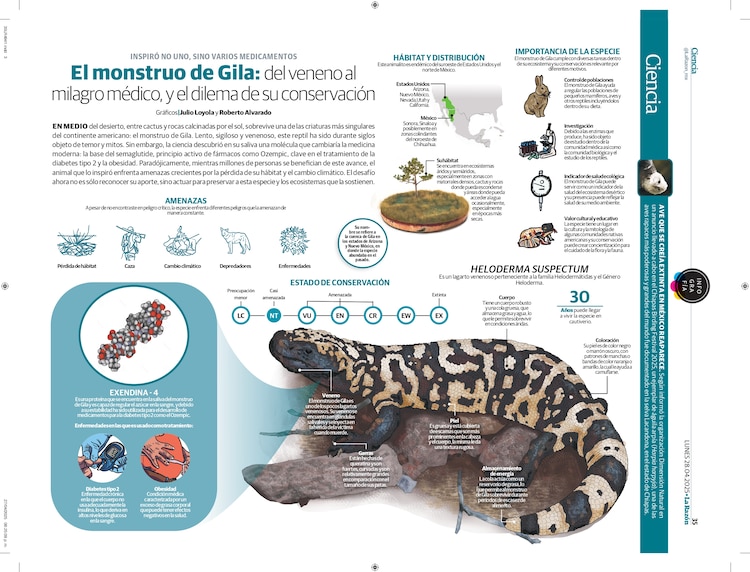 El monstruo de Gila: del veneno al
milagro médico, y el dilema de su conservación