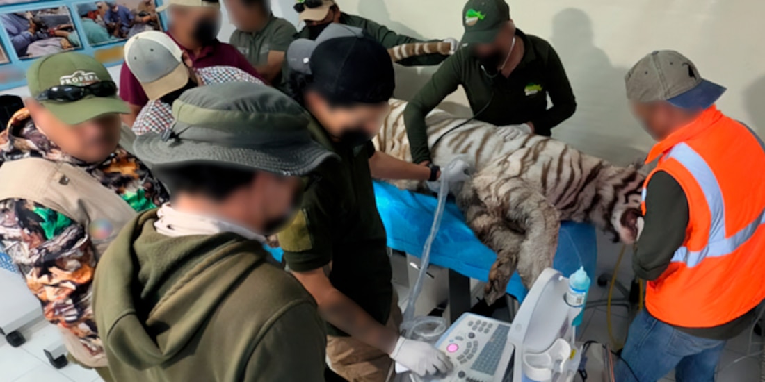 Personal especializado dando atención médica al tigre de Bengala