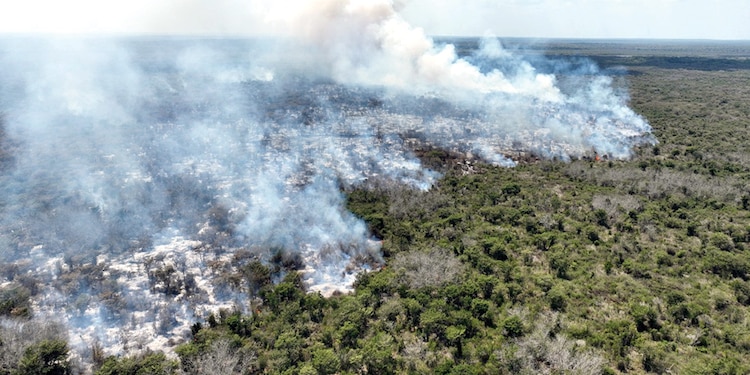 INCENDIO forestal en un área natural protegida en Campeche, la semana pasada.