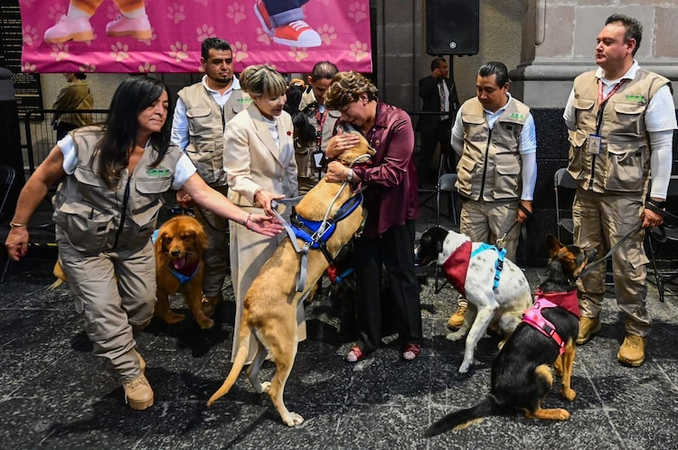 Más de 80 mil servicios veterinarios gratuitos y esquemas de adopción buscan transformar las condiciones de vida de las mascotas.