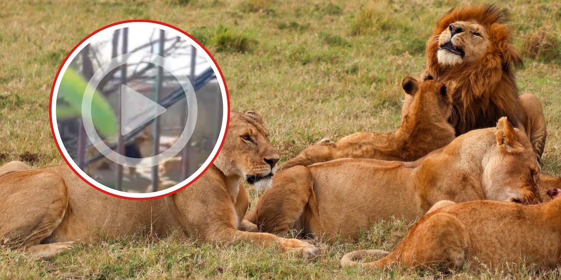 Hombre entra a jaula de leones en Edomex