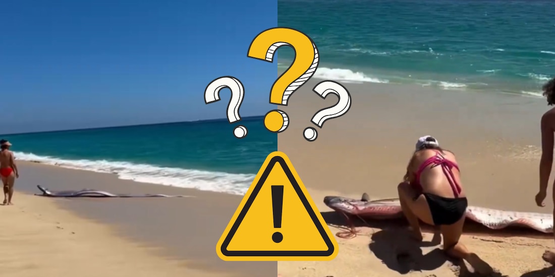 Encuentran dos peces remo en Baja California Sur