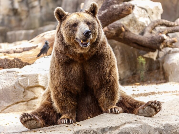 Hoy se conmemora el Día del Oso.