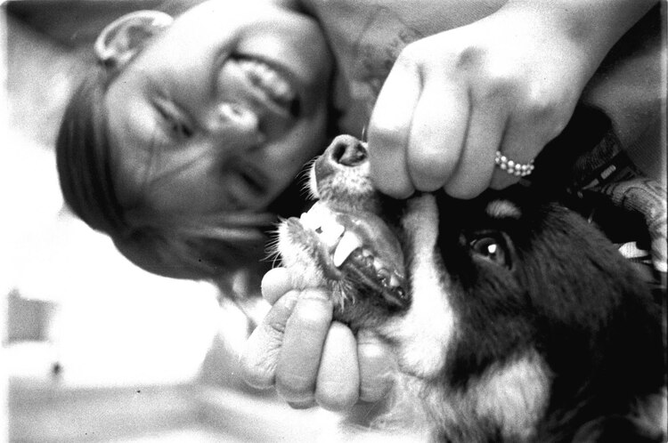 Perros y gatos son los principales transmisores en zonas urbanas.