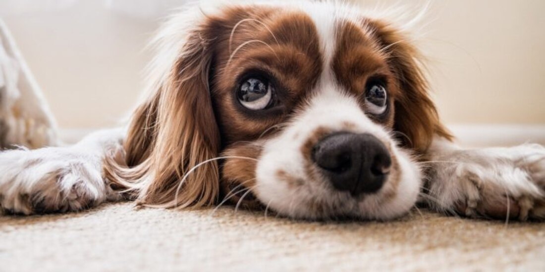 Las mascotas serán jurídicamente miembros de la familia desde este miércoles en España.