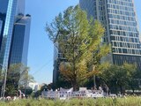 Ahuehuete en Paseo de la Reforma.