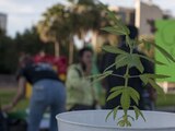 La Ssa estará a cargo de la vigilancia de la calidad, pureza y contenido de los medicamentos.
