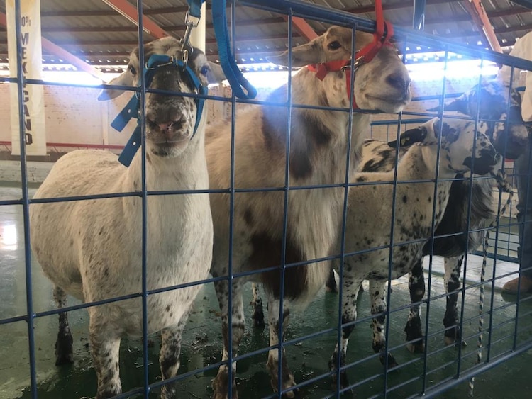 México se ubica en el lugar 35 en producción mundial de carne de ovino,