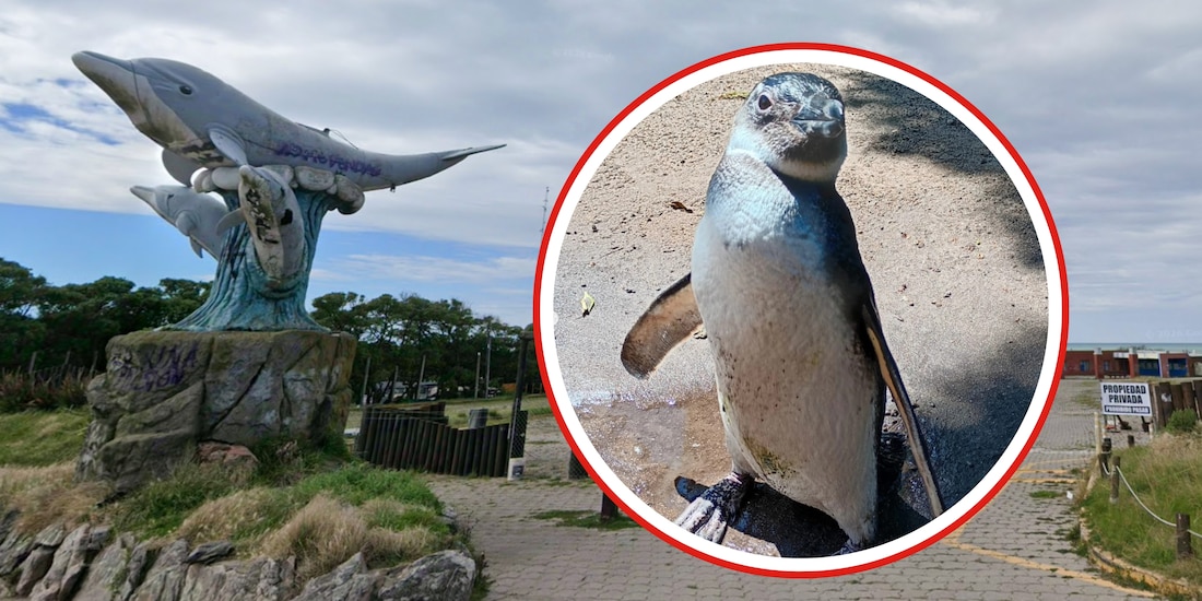 Aquarium de Mar del Plata vende a Puerto Vallarta sus últimos pingüinos