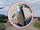 Aquarium de Mar del Plata vende a Puerto Vallarta sus últimos pingüinos