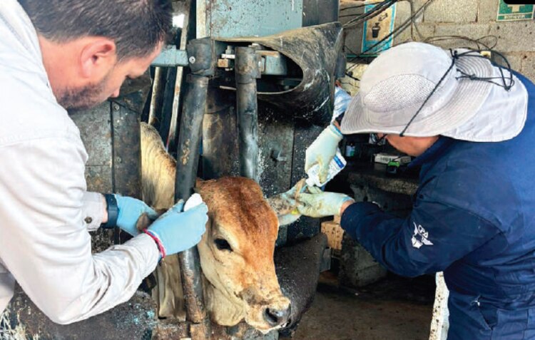 Ganaderos atienden caso del gusano barrenador detectado el fin de semana en NL.