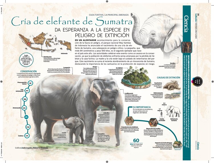 Cría de elefante de sumatra