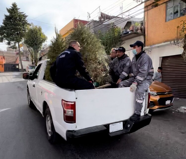 Vecinos de Cuajimalpa entregan árboles de Navidad para reciclaje.