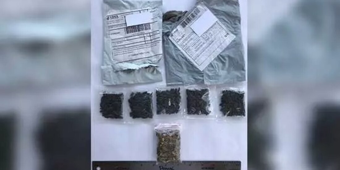 Misteriosas semillas chinas que están recibiendo en Estados Unidos.