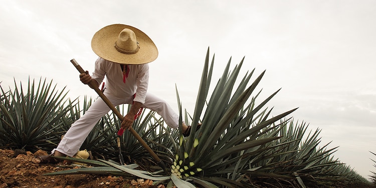 Podrás visitar las regiones donde se cultiva el agave con el que se crea el tequila.