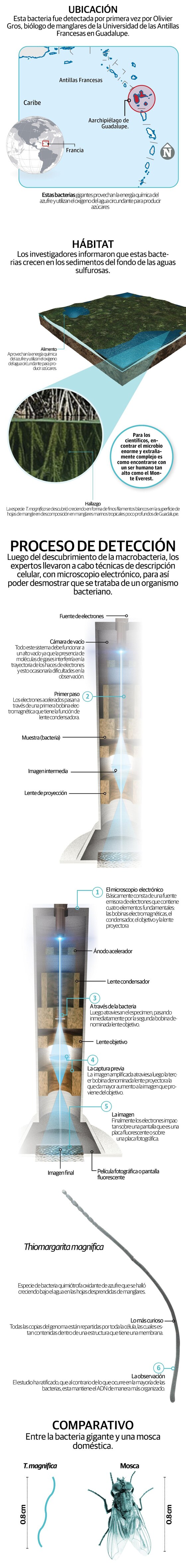 Descubren en manglar a la bacteria más larga del mundo, llega a medir hasta un centímetro
