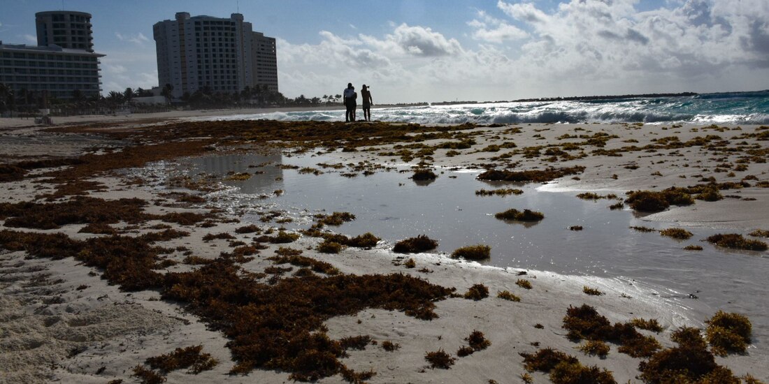 Semar despliega operativo especial para contener el sargazo en costas de Quintana Roo.
