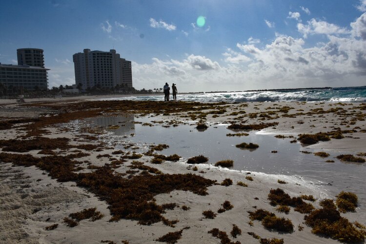 Las playas Chacmool y Gaviotas en Cancún, Quintana Roo presenta acumulación de macroalgas de sargazo, el 22 de mayo de 2020.