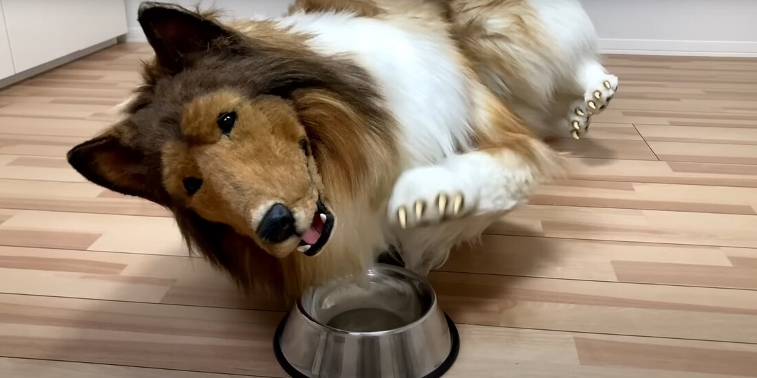 Tocu, el hombre que cumplió su sueño y se transformó en perro.