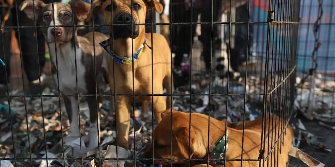 El EDOMEX castigará el maltrato animal con multas y arrestos