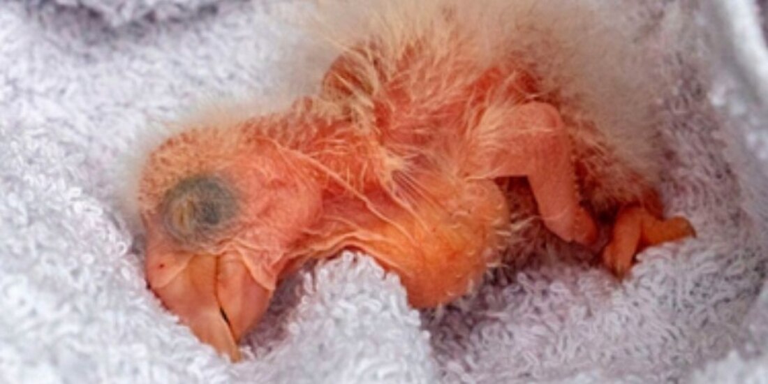 Son los primeros en nacer en estado silvestre.