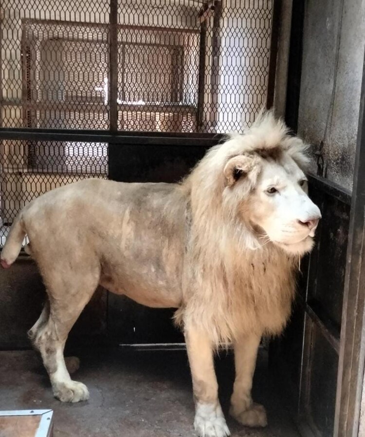 El león tiene un alto grado de desnutrición.