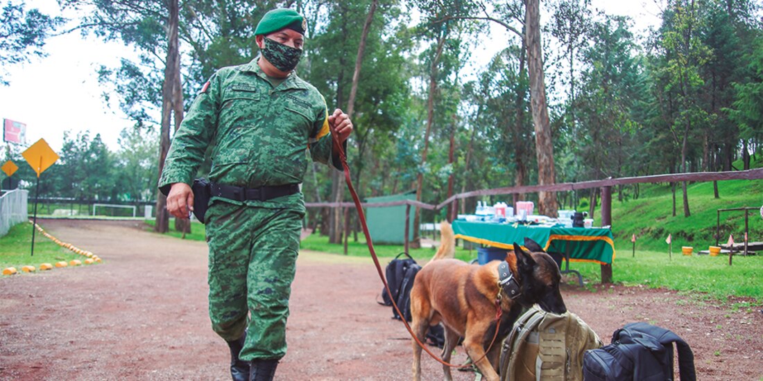 militar entrena a un pastor belga malinois, para búsqueda y detección de enervantes en el Campo Militar Número 1, ayer.