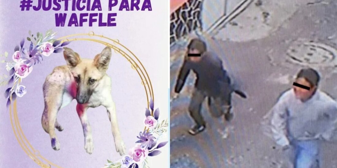 La perrita Waffle de 6 meses fue asesinada por dos sujetos en Milpa Alta. 