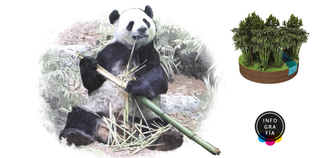 Amenazan al panda la caza, el clima y hasta su difícil reproducción