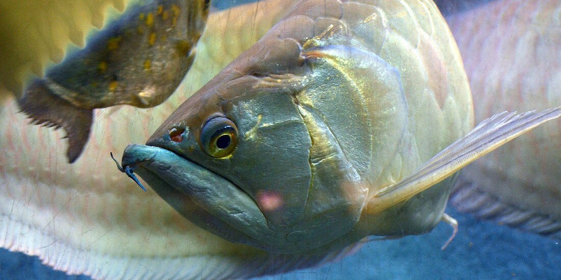 Mujer cocina el pez que era mascota de su esposo como venganza