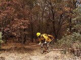 Disminuyen 14% incendios forestales en 24 horas