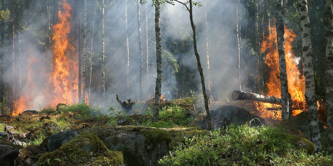 Incendios arrasan lo de mil 314 Bosques de Chapultepec