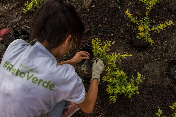 "Reto Verde" incrementó la producción anual de plantas de los viveros de la CDMX