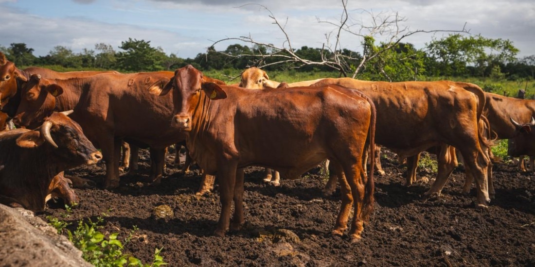 Yucatán registra 90% de animales recuperados tras gusano barrenador.
