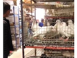 EN el mercado de Sonora ya no se exhiben animales vivos desde ayer.