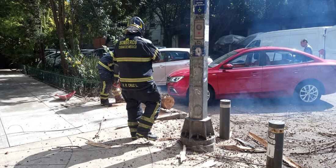 Fuertes vientos provocan caída de árboles en CDMX.