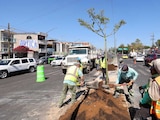 Las autoridades de la CDMX supervisarán que la reforestación beneficie también a zonas de Venustiano Carranza y Gustavo A. Madero.