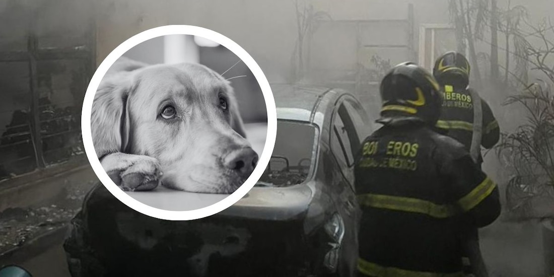 Bomberos atienden incendio en GAM; mueren tres perritos, según reportes.