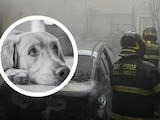 Bomberos atienden incendio en GAM; mueren tres perritos, según reportes.