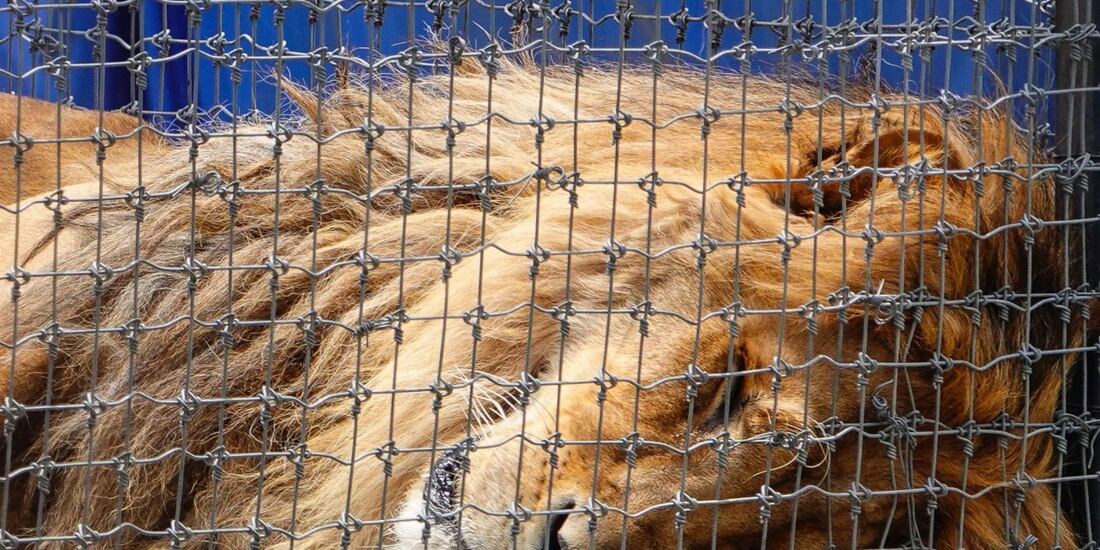 Exige AZCARM sanción a responsable de maltrato en predio del Ajusco.