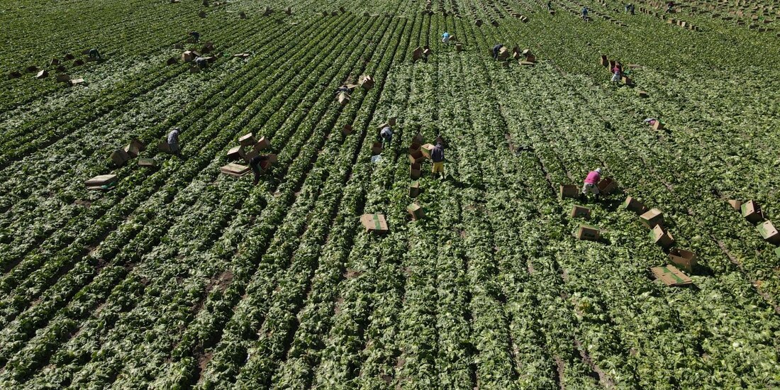 Producción de lechuga en la entidad.