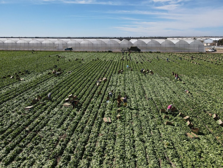 Producción de lechuga en la entidad.