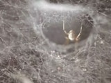 VIDEO: Va a consulta por dolor de oído y encuentran araña en su interior