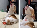 Perrito fan de Bad Bunny se vuelve viral en TikTok por emocionarse con música del cantante.