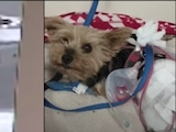 Perrita yorkie arriesga su vida para defender a su dueña. Foto: Especial