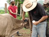 Productores aplican tratamiento sanitario al ganado infestado por el gusano barrenador, en imagen de archivo.