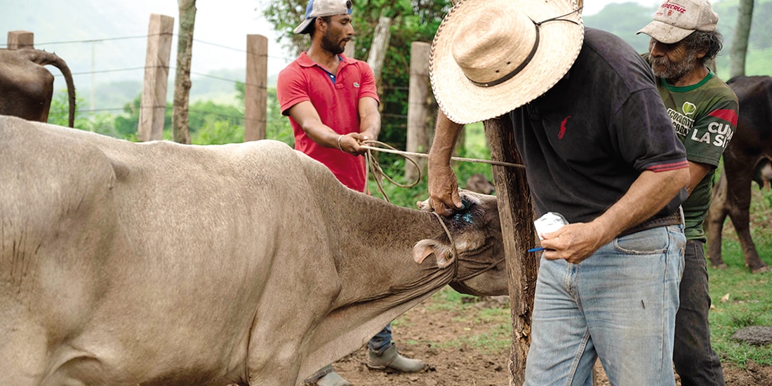 Productores aplican tratamiento sanitario al ganado infestado por el gusano barrenador, en imagen de archivo.